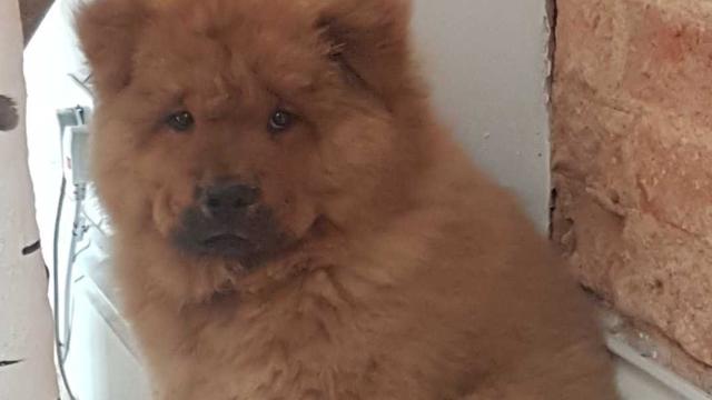 4-Month-Old Chow Puppy Being Held In Police Custody Has Rightfully Been Freed