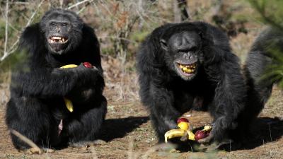Chimps Are Manipulative Dicks, New Research Confirms