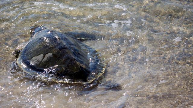 Nearly 200 Dead Sea Turtles Have Washed Ashore Along Cape Cod In The Last Week