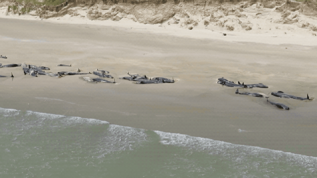 Horrific Scene As 145 Stranded Whales Die On New Zealand Beach