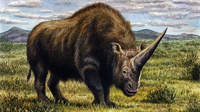 Extinct ‘Siberian Unicorns’ Walked The Earth Alongside Modern Humans