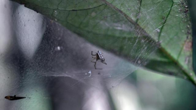Infected ‘Zombie Spiders’ Forced To Build Incubation Chambers For Their Parasitic Overlords