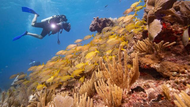 We’re Now Seriously Considering Geoengineering Coral Reefs To Save Them
