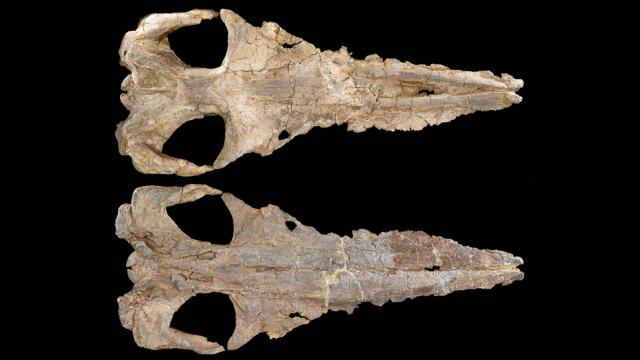Toothless, 33-Million-Year-Old Whale Could Be An Evolutionary ‘Missing Link’