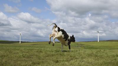 Australian Scientists Invented A Fitness Tracker For Cows