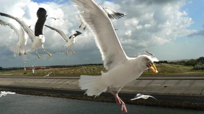 Seagulls Turn Cannibal Due To Lack Of Tasty Dropped Human Food