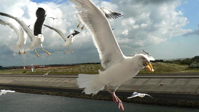 Seagulls Appear To Be Developing A Taste For Humans