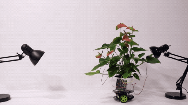 Cyborg Houseplant Can Drive Itself Toward The Light It Craves