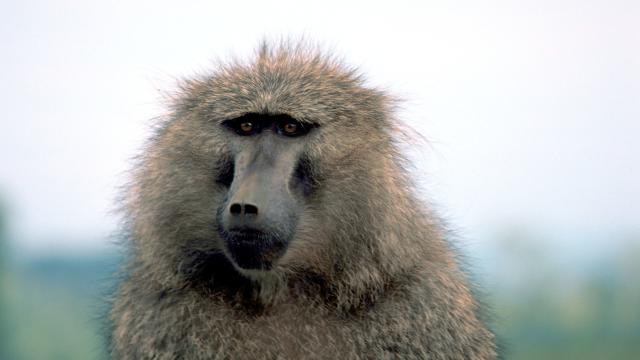 Baboon Survives For Six Months With A Pig’s Heart Beating In Its Chest