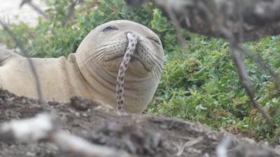Silly Seal Gets An Eel Stuck In His Nose