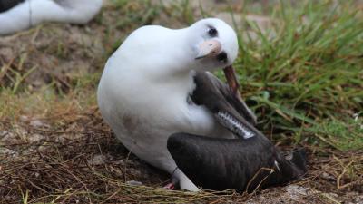 World’s Oldest Wild Bird Just Laid Another Dang Egg
