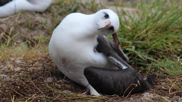 World’s Oldest Wild Bird Just Laid Another Dang Egg