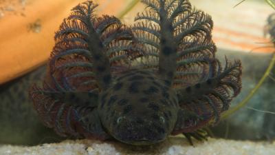 Nearly Mythical 3-Foot-Long Swamp Salamander Is Officially A Real Species