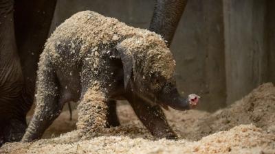 Adorable Newborn Asian Elephant Is Helping Save Her Species