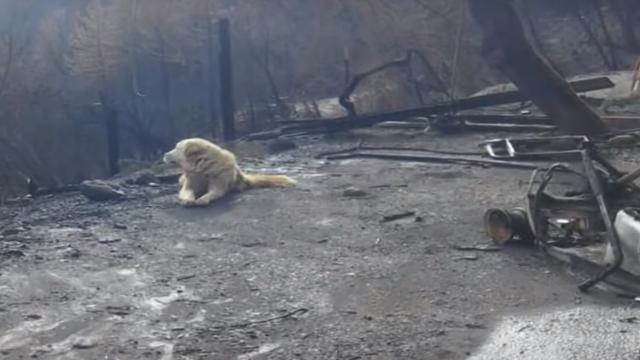 Good Boy Who Survived The Camp Fire Guarded His Family’s Home For Nearly A Month