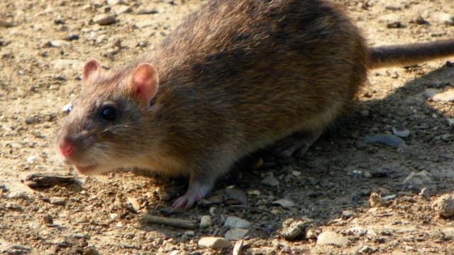 ‘Genius’ Rats Are Flooding DC And Adapting Too Fast To Control