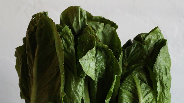 59 People Now Sickened By E. Coli Cos Lettuce As Investigation Continues