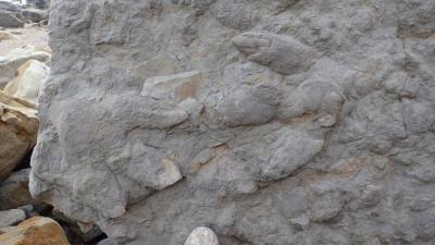 Look At These Incredible Dinosaur Footprints Found In England