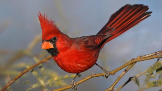 The Northern Cardinal Is Actually Multiple Species, Evidence Suggests