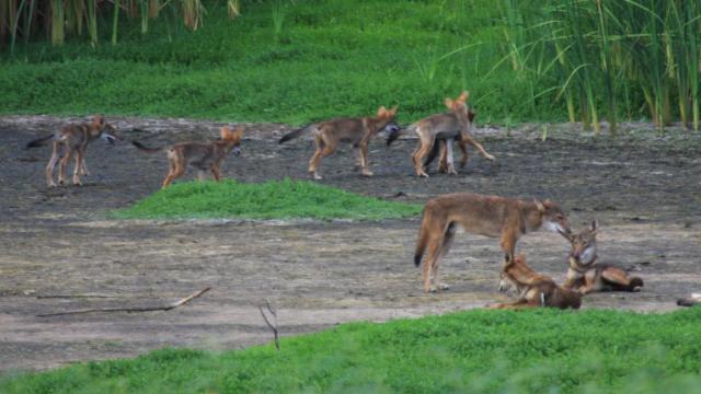 Scientists Find Red Wolf DNA In A Unique Group Of Wild Dogs In Texas