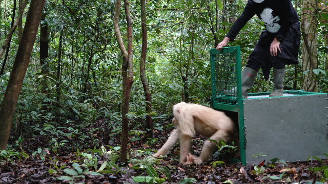 Despite Risks From Poachers, A Rare Albino Orangutan Is Released Back Into The Wild