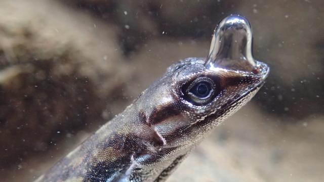 Tropical Lizard With Built-in Scuba Gear Can Stay Submerged For 16 Minutes