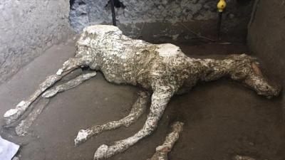Horse Skeleton With Saddle And Harness Still Attached Uncovered At Pompeii