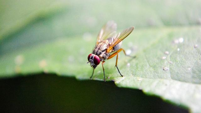 Scientists Got Fruit Flies Drunk And Maybe Figured Out Why We Get Buzzed