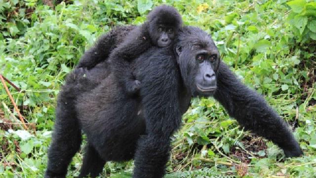 Eastern Lowland Gorillas Heading Towards ‘Genetic Meltdown’