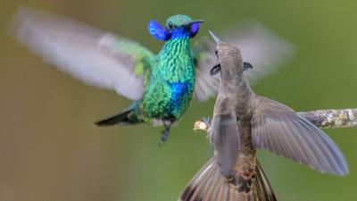 Some Hummingbird Beaks Are Better Suited For Combat Than Nectar Feeding