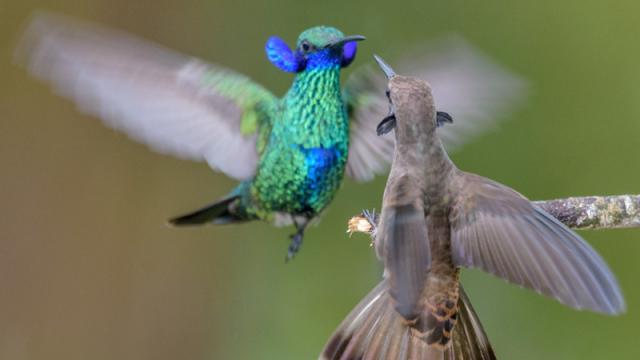Some Hummingbird Beaks Are Better Suited For Combat Than Nectar Feeding