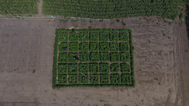 Genetic Modification Turbocharges Photosynthesis And Drastically Improves Crop Growth