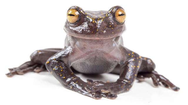 Charming, Newly Discovered Treefrog Has A Mysterious Claw