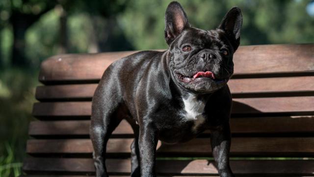 A Bulldog’s Screw Tail Might Help Us Understand A Rare Genetic Disease In People