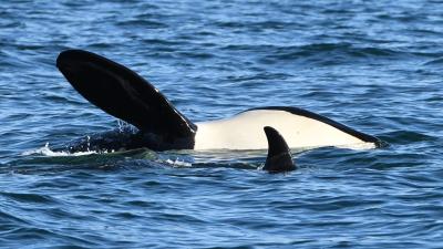 An ‘Extinction Event’ Is Unfolding In Washington State As Two More Endangered Orcas Fall Ill