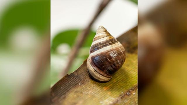 Goodbye George, The Last Known Hawaiian Land Snail Of Its Species