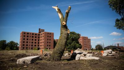 Who Doesn’t Want Trees? Lots Of Detroit Residents, And They Have A Good Reason