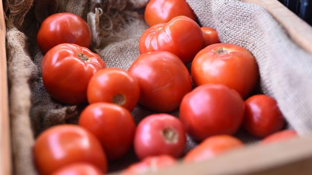 Let’s Make Tomatoes Spicy With Genetic Engineering, Scientists Proclaim