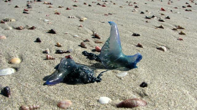 A Man O’ War ‘Epidemic’ Is Sweeping Australian Beaches, And It Won’t Be The Last
