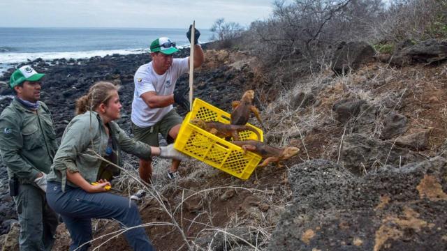 Iguanas Reintroduced To The Largest Galapagos Island After Nearly 200 Year Absence
