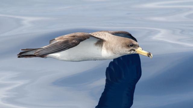 Scientists Have A Plan To Turn Seabirds Into Tiny Ocean Science Labs