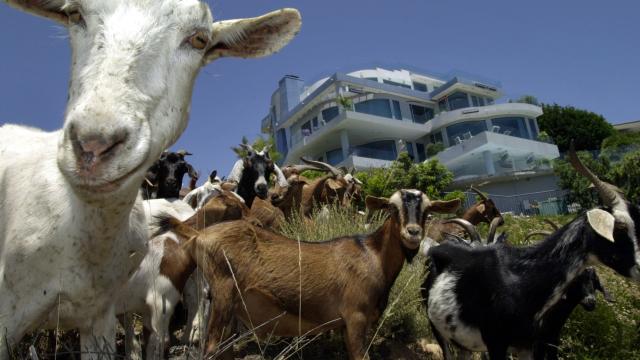 ‘Goat Fund Me’ Campaign Wants To Raise Money For Firefighting Goats