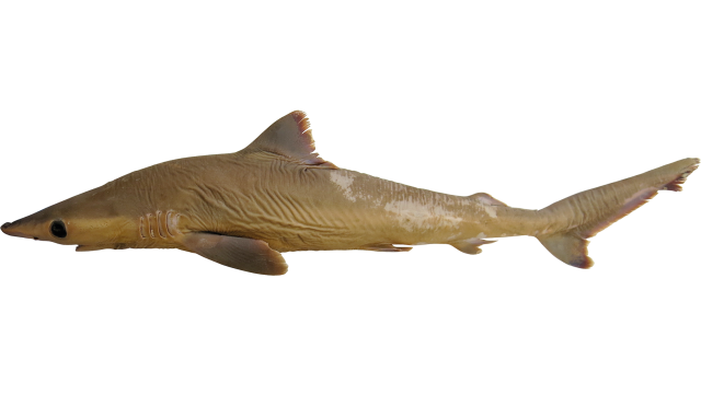 Mysterious Shark Species Discovered In Museum Collection May Already Be Extinct