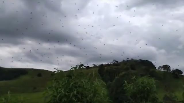 Imagine Walking Into This Wall Of Spiders And Never Sleep Again