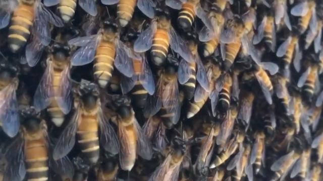 Honey Bees’ Oddly Hypnotising ‘Shimmering’ Is Actually A Clever Defence
