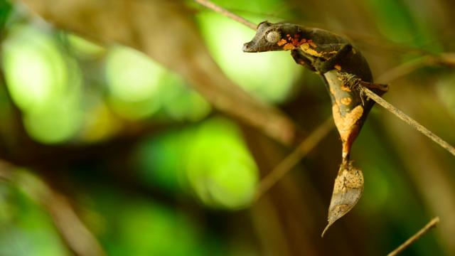 Newly Discovered Gecko Species Is Extremely Good At Being A Leaf