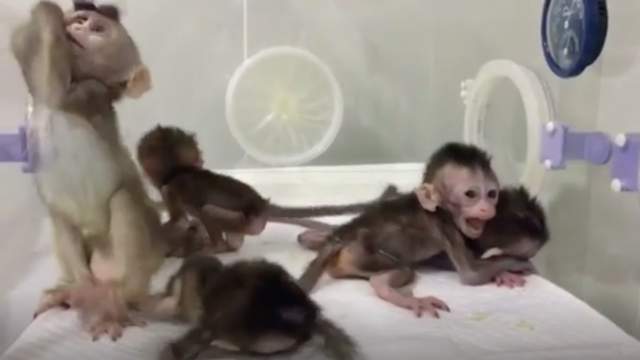 China’s Latest Cloned-Monkey Experiment Is An Ethical Mess