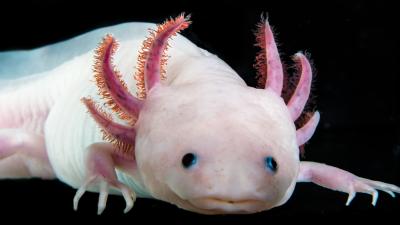Complete Axolotl Genome May Be A Huge Step Toward Human Tissue Regeneration