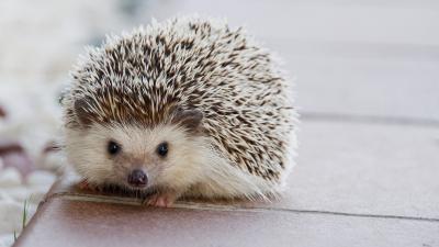 CDC Warns Against Kissing, Snuggling Pet Hedgehogs Amid Salmonella Outbreak