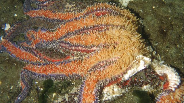An ‘Unprecedented’ Epidemic Is Wiping Out The West Coast’s Sea Stars
